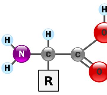 amino acids