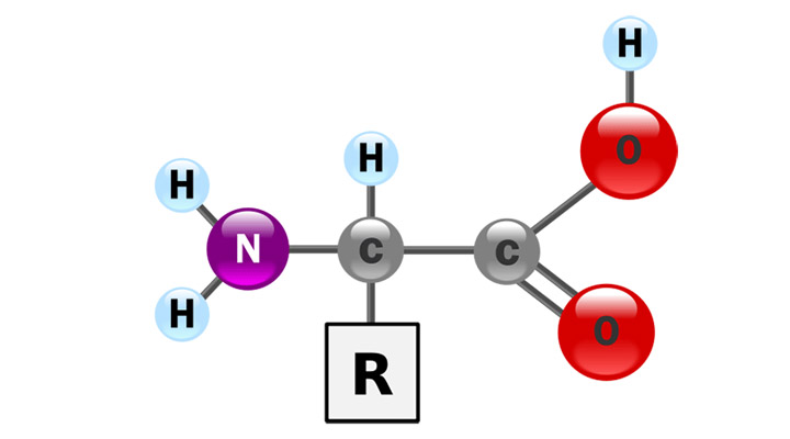 amino acids